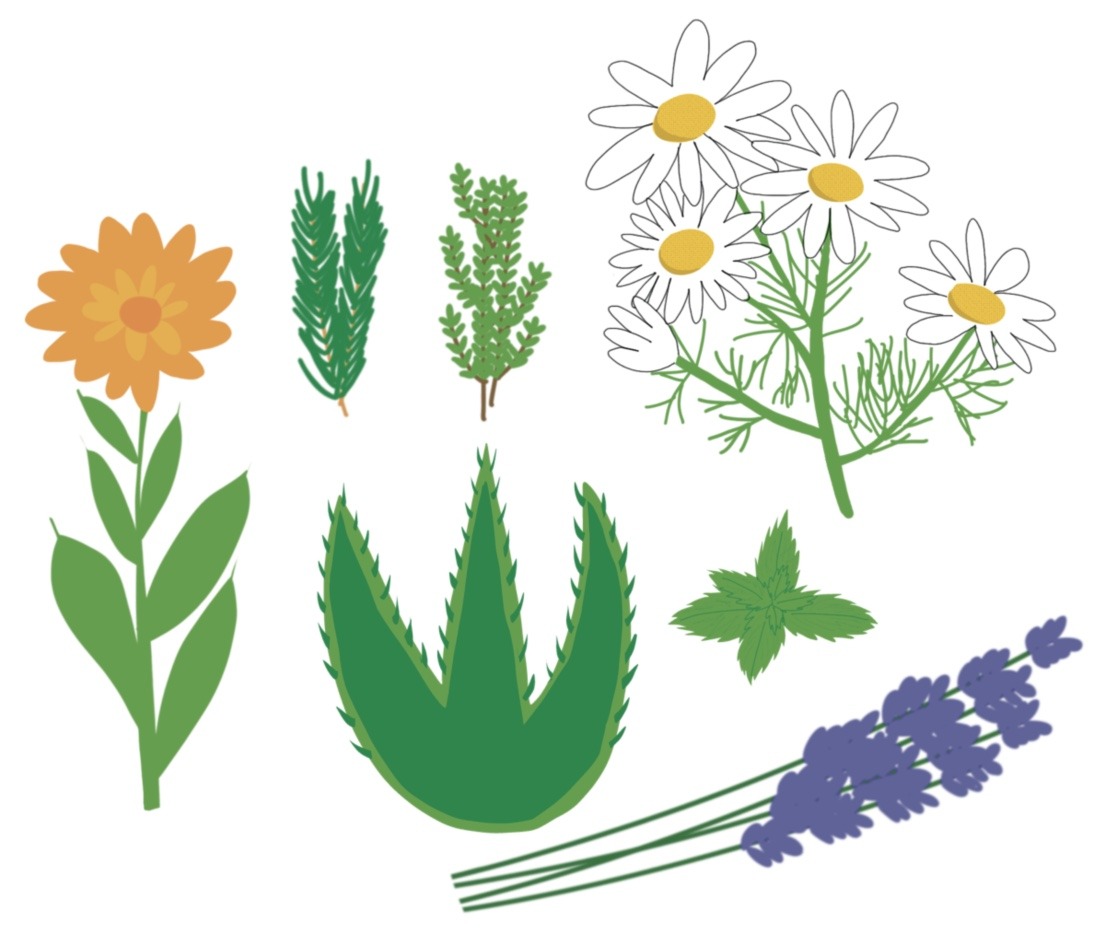 plantasmedicinales