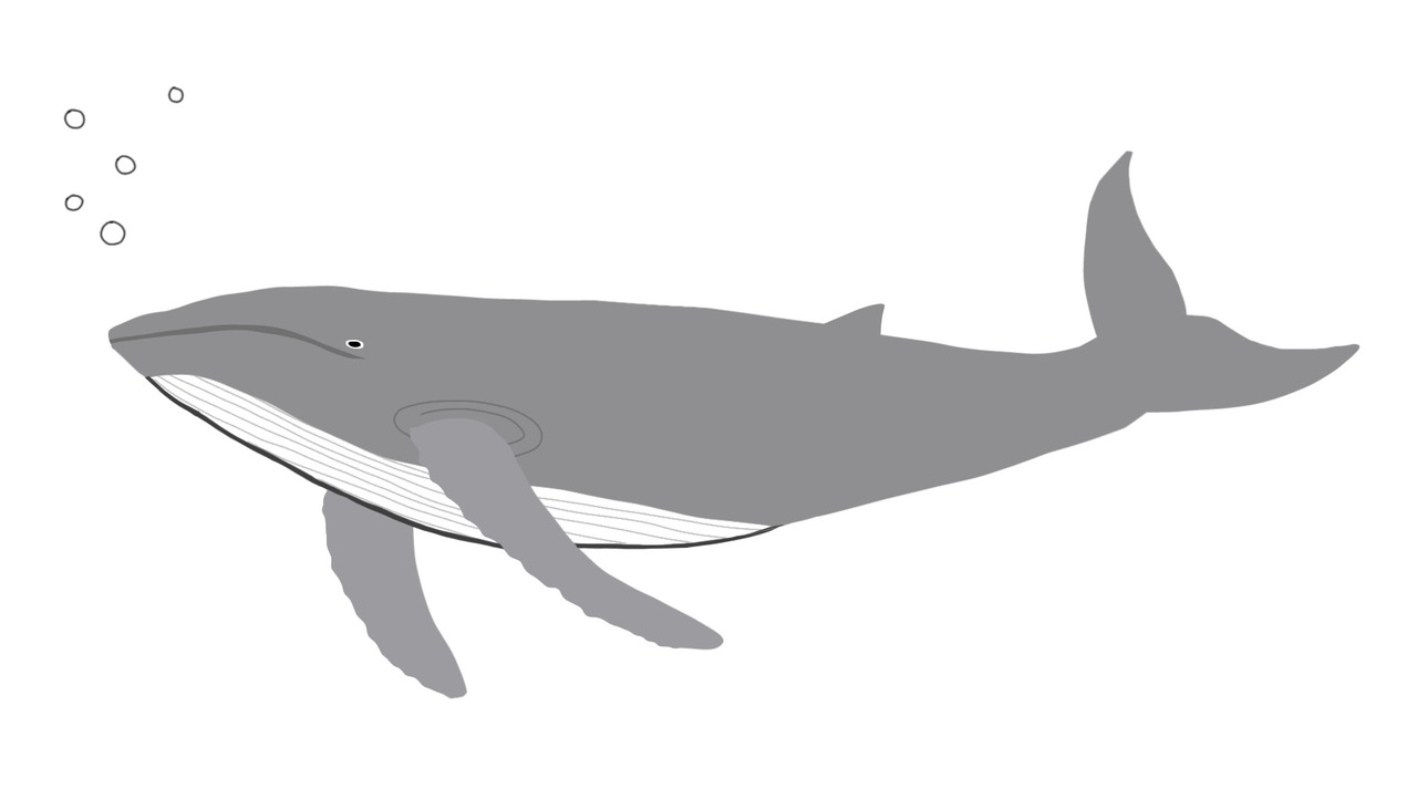 ballena