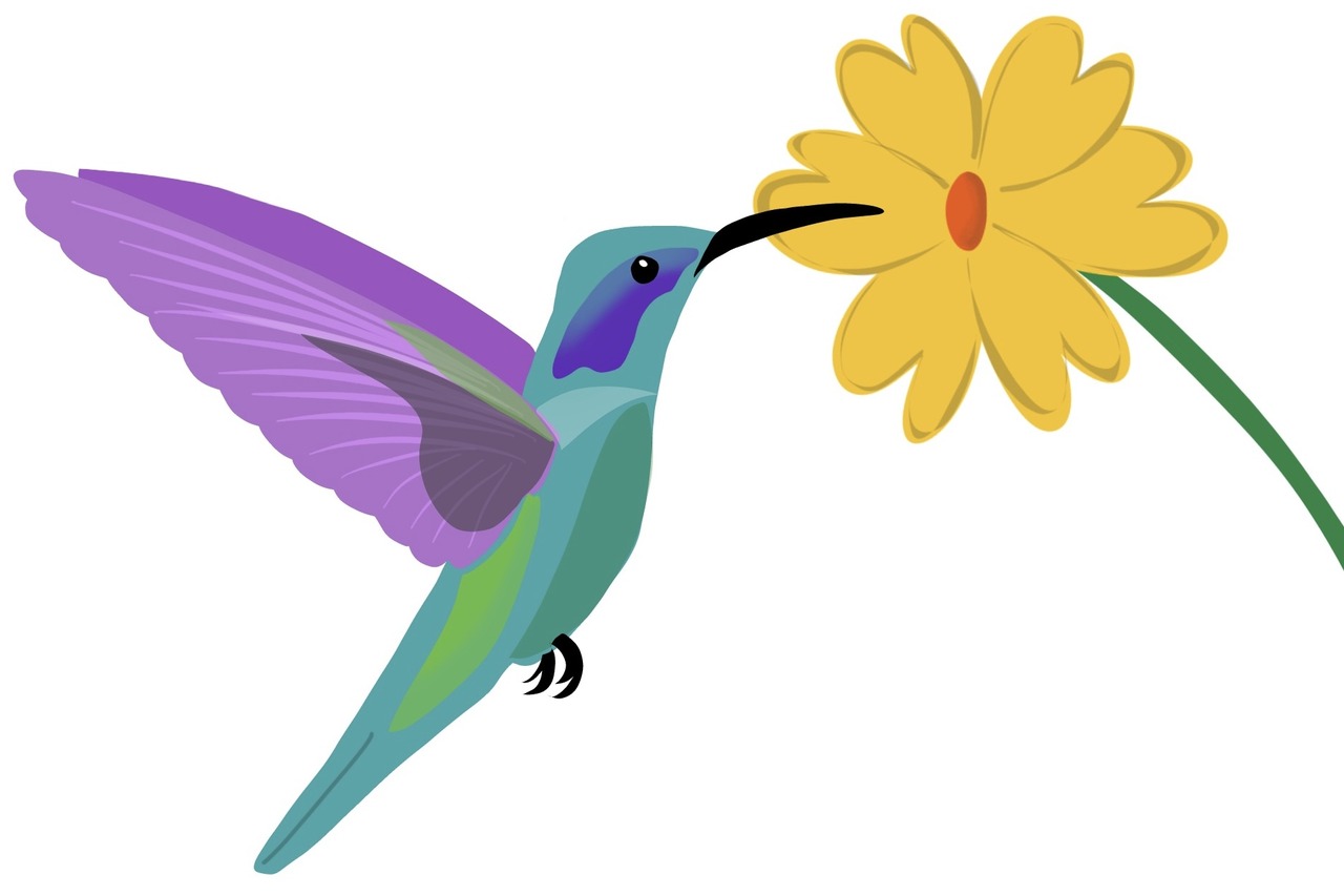 colibri