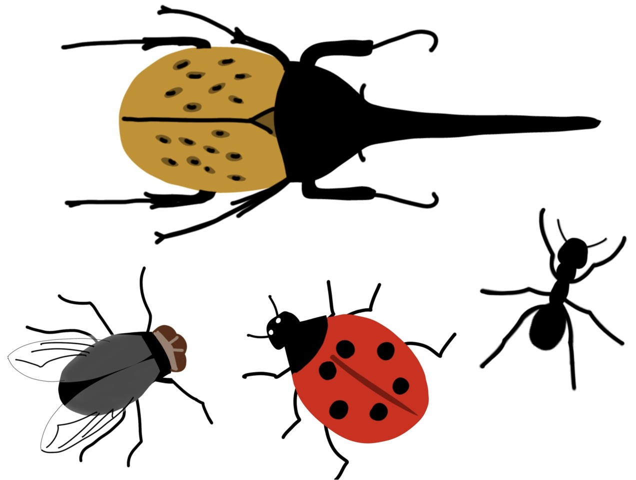 insectos