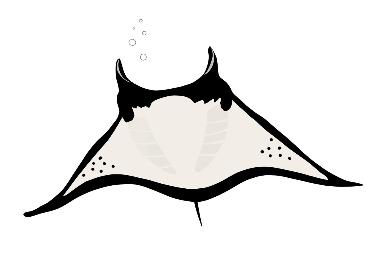 manta