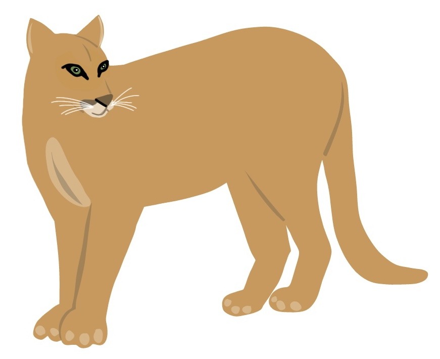 puma