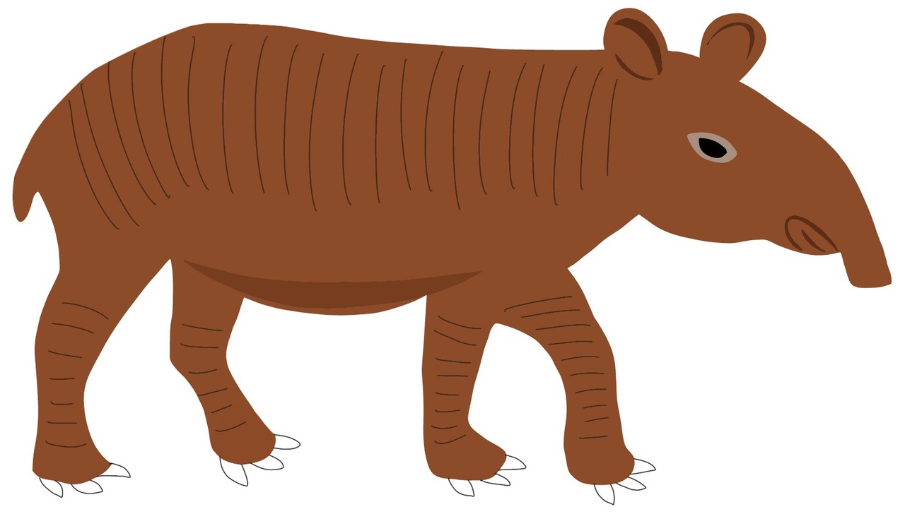 tapir