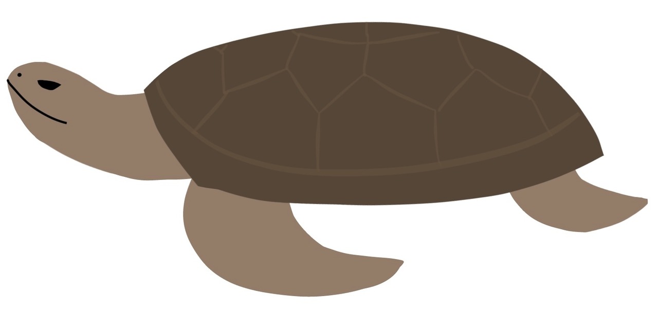tortuga