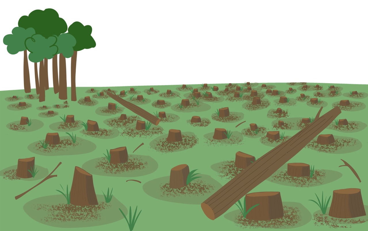 deforestacion