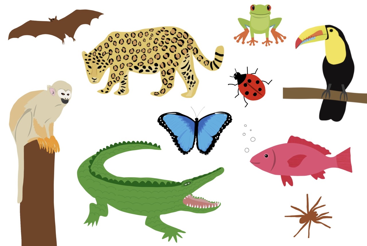 fauna