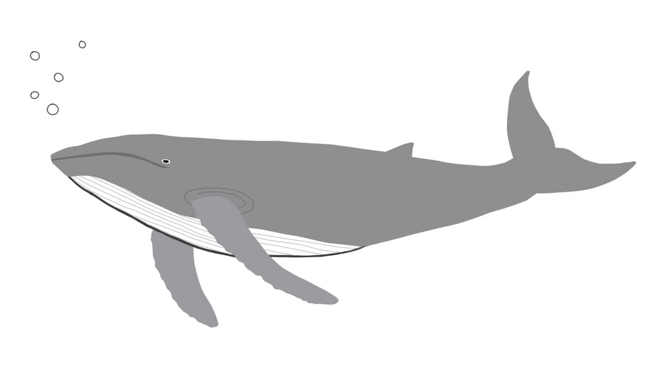 ballena