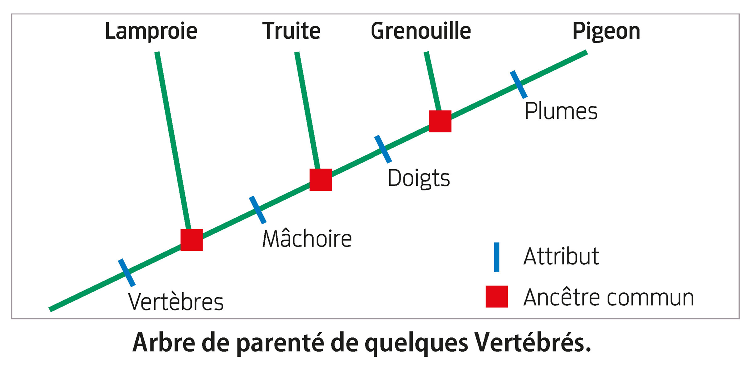 CarnetSVT_QuizMethodes_p1_q10