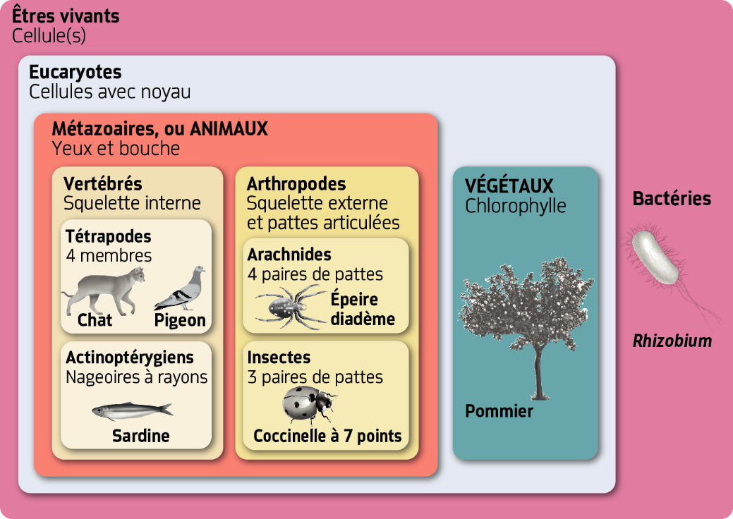 csvt_quizP2_2_classification