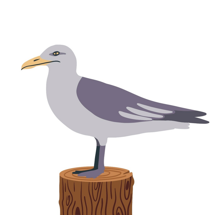 easy6_u08_8_oiseau_marin